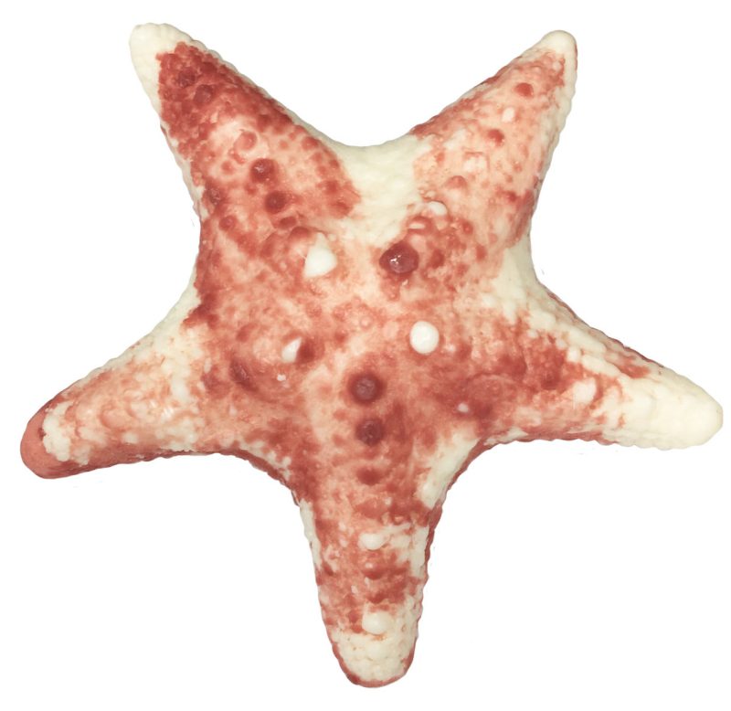 ocean starfish